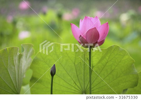 Lotus 31675330