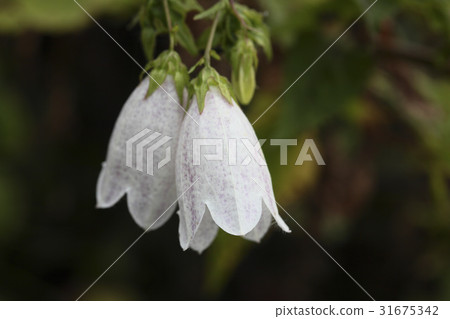 Chrysanthemum 31675342