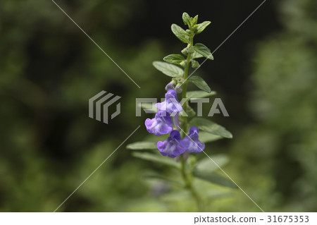 Thimble flower 31675353