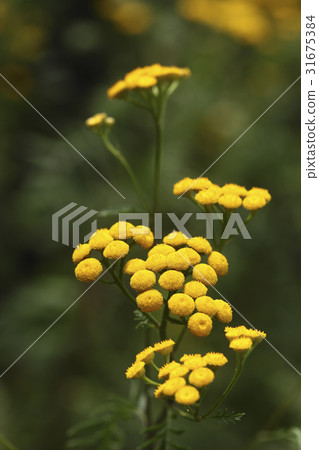 Flower 31675384
