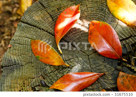 山茶花的秋葉 31675510