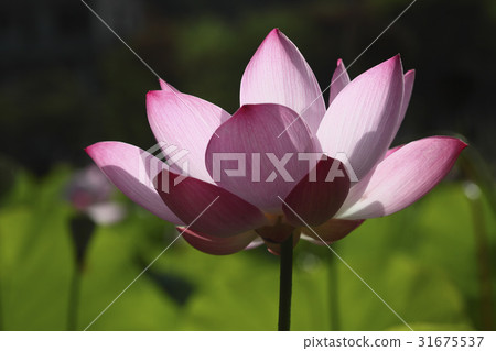 蓮花 31675537