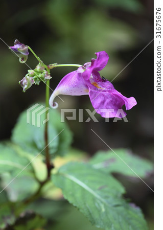 Mulbongseonhwa Mulbongseonhwa 31675676