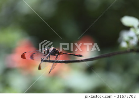 蜻蜓 31675708