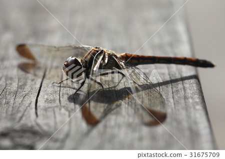 蜻蜓 31675709