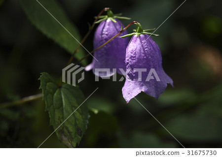 Geumgang Lantern 31675730