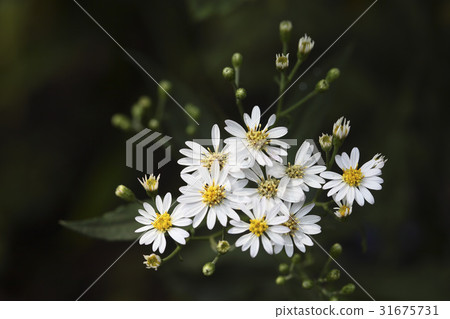 A wimp A wimp 31675731