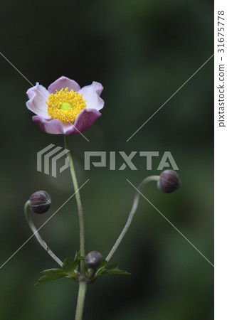 anemone 31675778