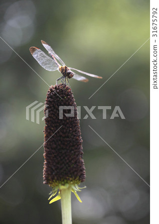 dragonfly dragonfly 31675792
