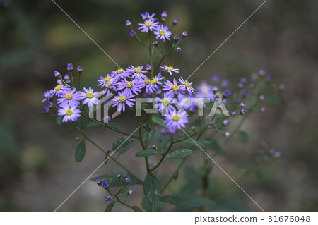 一個懦夫 一個懦夫 31676048