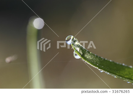 Dew, grass 31676265