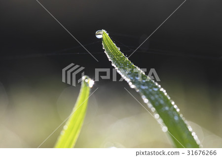 Dew, grass 31676266