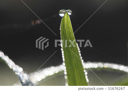 Dew, grass 31676267