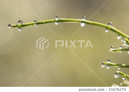 露,幹 露,幹 31676274