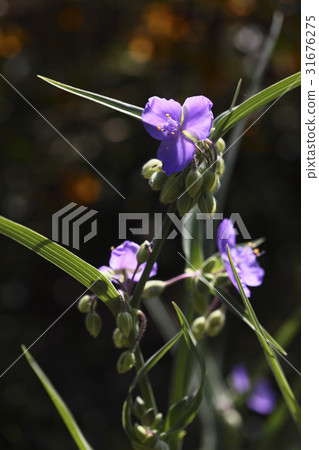 常見紫露草 31676275