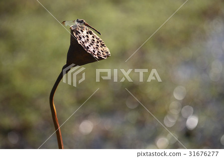 蜻蜓，三文魚 31676277