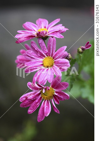 菊花 菊花 31676343