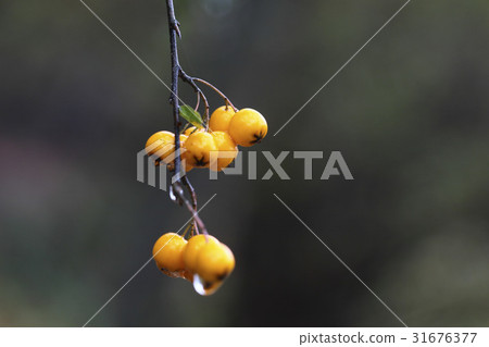 Pirakanta Pirakanta 31676377