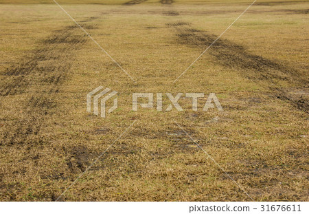 Car Tyre Trace On Mud Soil In Lawn Yard Car Tyre Trace On Mud Soil In Lawn Yard 31676611