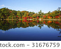 Autumn leaves pond 31676759