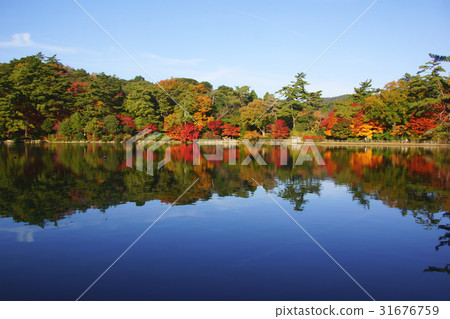 Autumn leaves pond 31676759