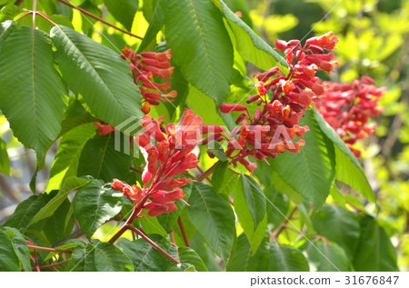 樹：Akambana美國Tortininaceae Tortricidae 31676847