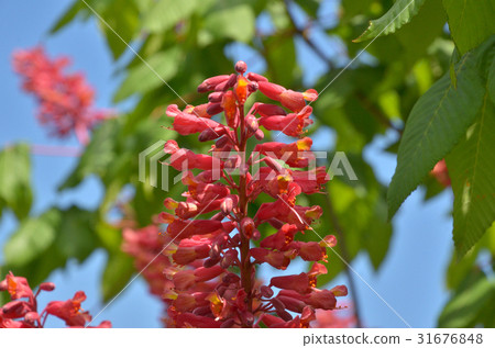 樹：Akambana美國Tortininaceae Tortricidae 31676848