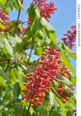 Tree: Akambana America Tortininaceae Tortricidae 31676852