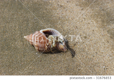 Herring crab on sand 31676853