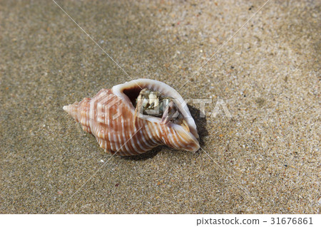 Herring crab on sand 31676861