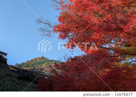 Arashiyama (Autumn Leaves November) Arashiyama (Autumn Leaves November) 31676877