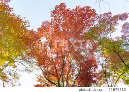 Arashiyama (Autumn Leaves November) Arashiyama (Autumn Leaves November) 31676883