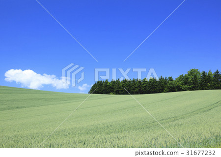 北海道美瑛鎮麥田和雜林 31677232
