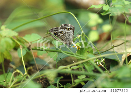 台灣波紋蛇目蝶 31677253