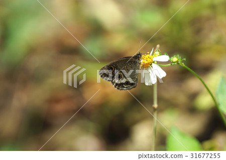 台灣波紋蛇目蝶 31677255