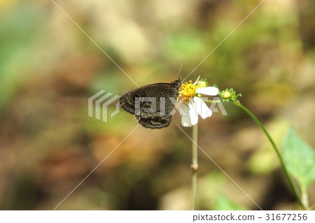 台灣波紋蛇目蝶 台灣波紋蛇目蝶 31677256