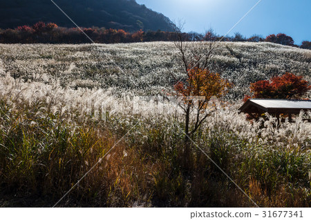 Susuki of Hidehikoyama Takasagahara Plateau Susuki of Hidehikoyama Takasagahara Plateau 31677341