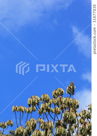 Yuzuriha's winter bud, leaves and blue sky Yuzuriha's winter bud, leaves and blue sky 31677838