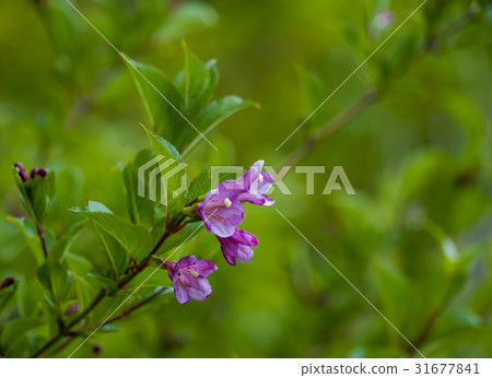 Weigela Weigela 31677841