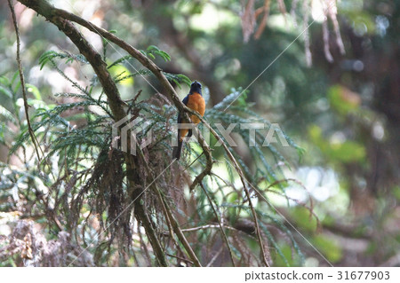 黃腹琉璃 31677903