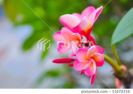 Plumeria Plumeria 31678358