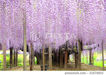 Ashikaga is a flower park Oto Ashikaga is a flower park Oto 31678602