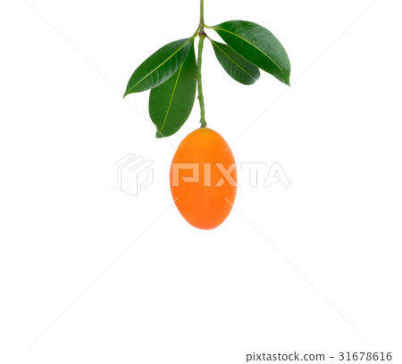 sweet Marian plum thai fruit isolated on white sweet Marian plum thai fruit isolated on white 31678616