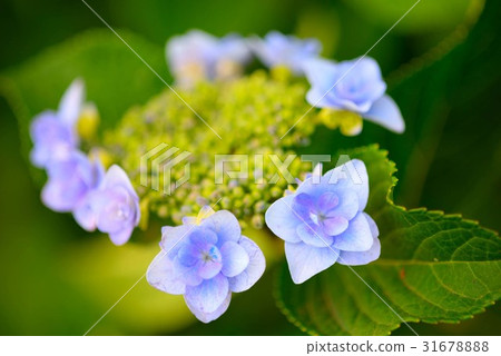 Hydrangea flowering in purple Hydrangea flowering in purple 31678888