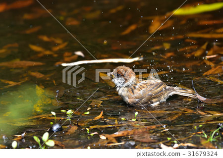 Sparrow Sparrow 31679324