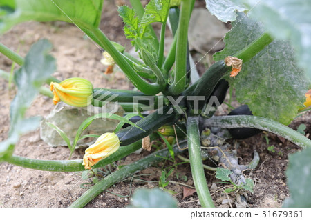zucchini  31679361
