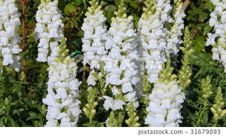 16:9 Snapdragon(金魚草)白色 16:9 Snapdragon(金魚草)白色 31679893