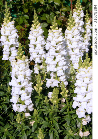 Snapdragon(金魚草)白色 Snapdragon(金魚草)白色 31679894