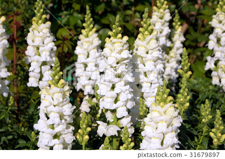 Snapdragon 金魚草 白色 照片素材 圖片 圖庫