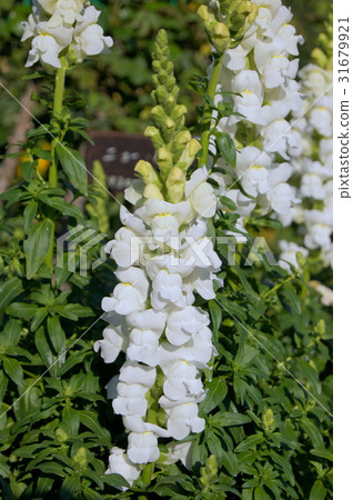 Snapdragon（金魚草）白色 31679921